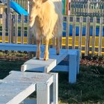 goats2