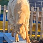 goats3