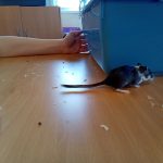 gerbils (1)