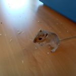 gerbils (5)