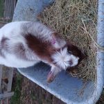 gertie (1)