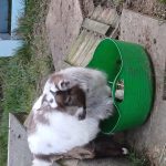gertie (3)